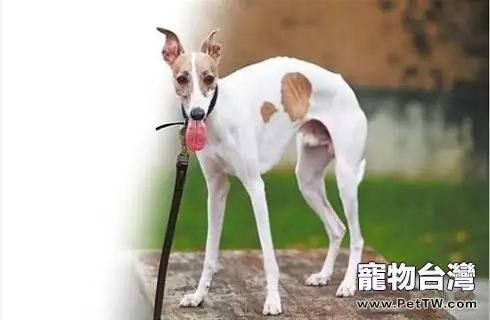 惠比特犬好養嗎