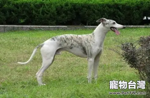 惠比特犬好養嗎