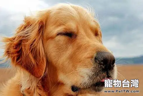 怎樣訓練金毛狗狗?金毛狗站立訓練方法(共3張圖片)-寵物台灣
