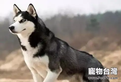 哈士奇外表出眾英俊不凡，是很多人理想的寵物犬。而且它們性格非常二，經常做出滑稽惹人發笑的事情，帶給家庭很多歡樂。買哈士奇要多少錢一隻