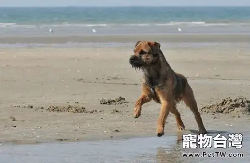 博得獵狐犬怎麼樣