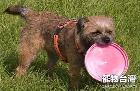 博得獵狐犬怎麼樣