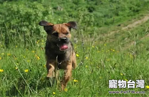 博得獵狐犬怎麼樣