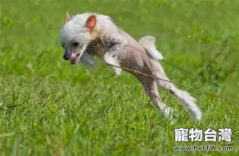 中國冠毛犬多少錢一隻