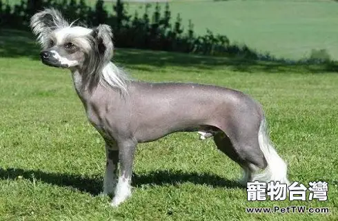 中國冠毛犬多少錢一隻