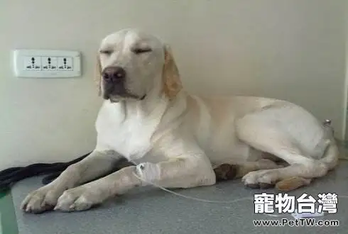 狗狗胸膜炎有什麼症狀?狗狗胸膜炎的症狀(共3張圖片)-寵物台灣