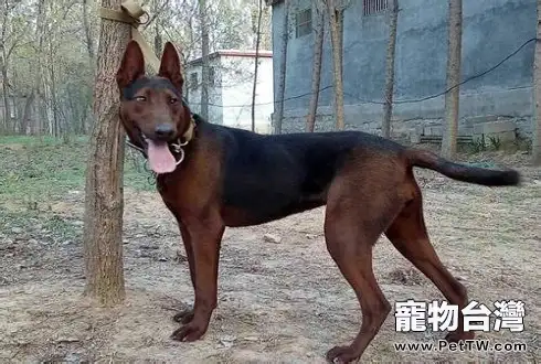 狼和狗的區別
