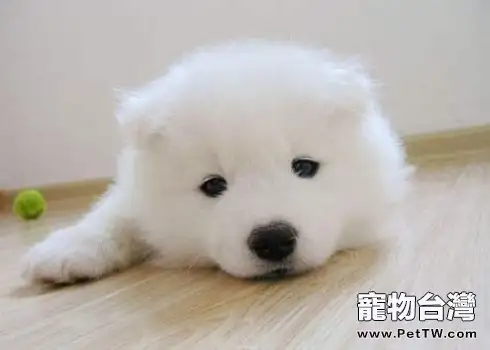 犬角膜炎的症狀及治療方法