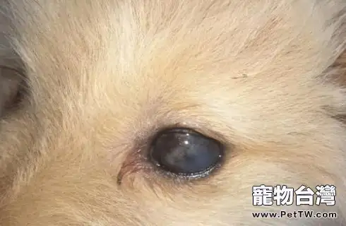 犬角膜炎的症狀及治療方法