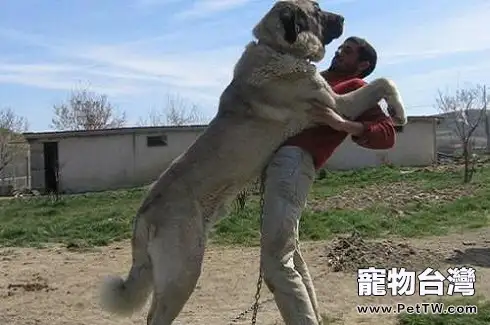 坎高犬和羅威那誰厲害 坎高犬和羅威那誰厲害