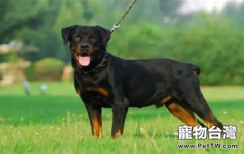 坎高犬和羅威那誰厲害 坎高犬和羅威那誰厲害