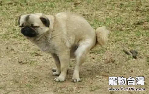為什麼狗狗大便前要轉圈