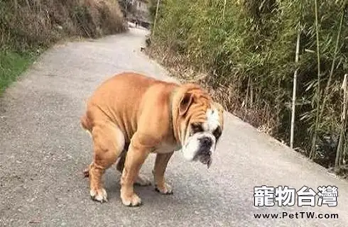 為什麼狗狗大便前要轉圈