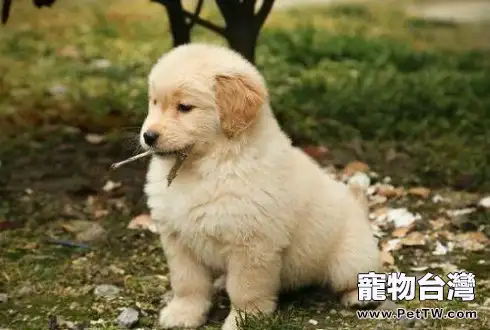 金毛幼犬怎麼餵養