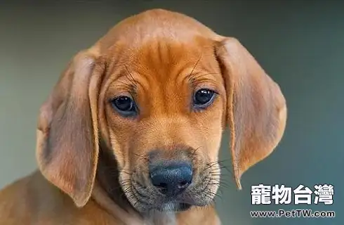 羅得西亞脊背犬怎麼樣