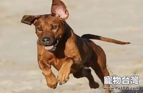 羅得西亞脊背犬怎麼樣