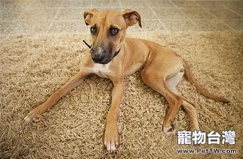 羅得西亞脊背犬怎麼樣