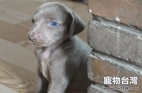 威瑪獵犬適合家養嗎