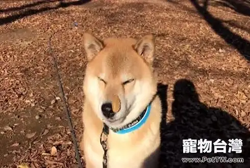 柴犬價格