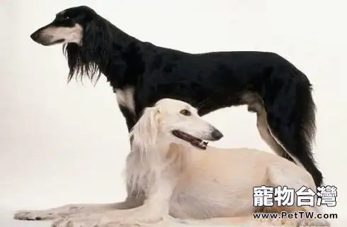 東非獵犬