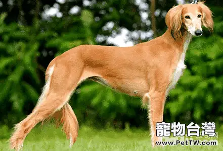 東非獵犬性格好嗎?東非獵犬介紹(共3張圖片)-寵物台灣