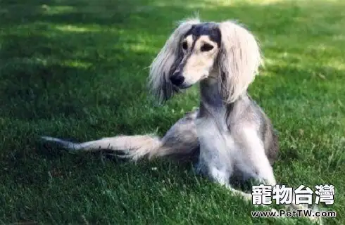 東非獵犬