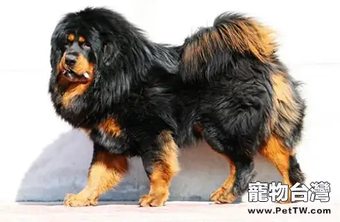 藏獒一生只認一個主人是因智商低?