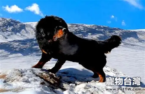 藏獒一生只認一個主人是因智商低?