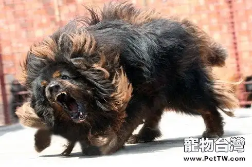 藏獒一生只認一個主人是因智商低-藏獒智商怎麼樣?(共3張圖片)-寵物台灣