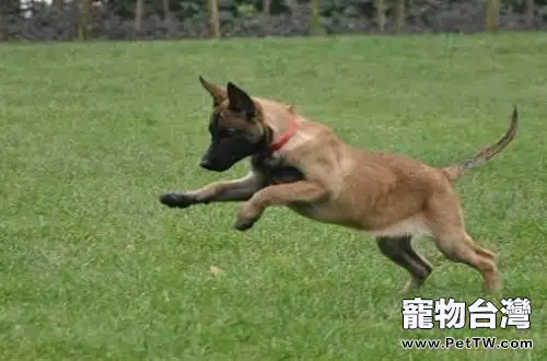 馬裡努阿犬聰明嗎