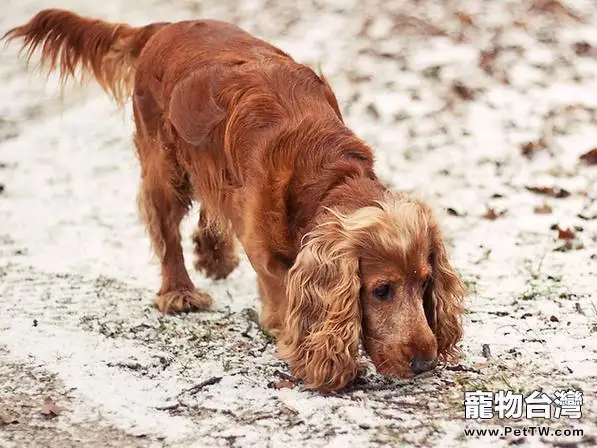 狗狗可不可以吃海鮮