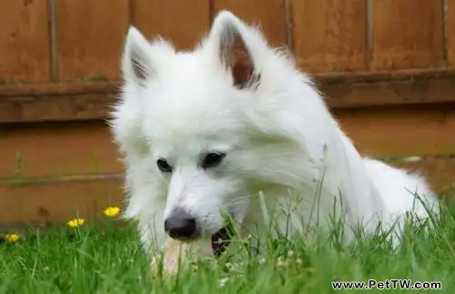 愛斯基摩犬掉毛嗎