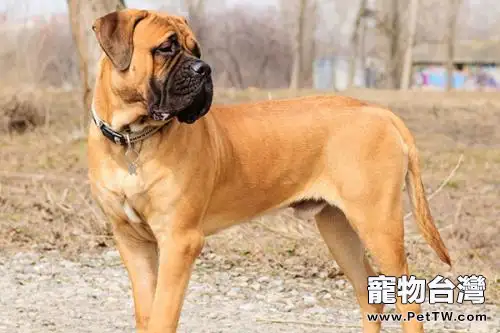 馬士提夫犬