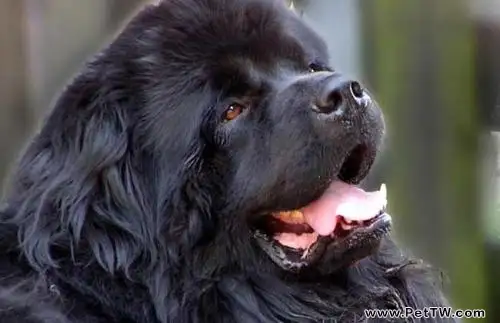 紐芬蘭犬怎麼樣