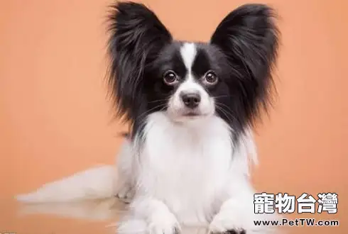 蝴蝶犬價格