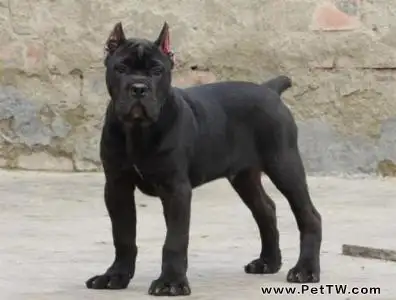 意大利卡斯羅犬缺點