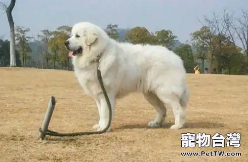 大白熊犬為什麼被禁養