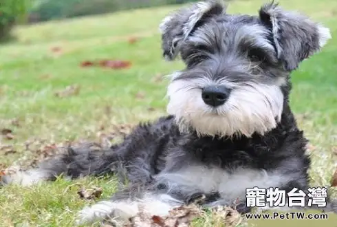 什麼狗好養