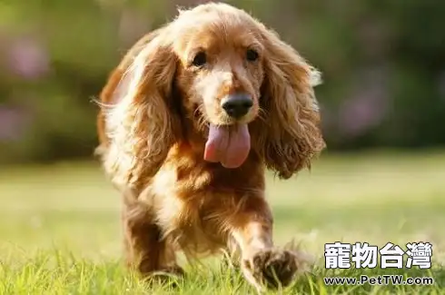 可卡犬吃什麼狗糧好