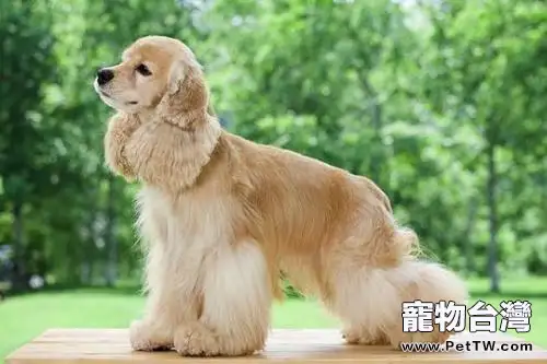 可卡犬吃什麼狗糧好