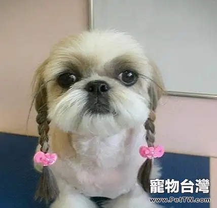 西施犬怎麼修剪