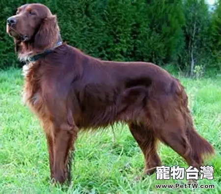  戈登雪達犬智商高嗎