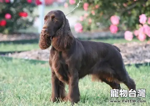戈登雪達犬智商高嗎