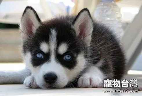 大型短毛犬有哪些品種