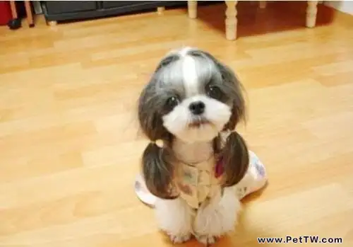 西施犬壽命