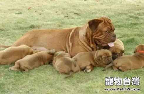 波爾多犬和意大利卡斯羅哪個好?波爾多犬vs意大利卡斯羅(共3張圖片)-寵物台灣