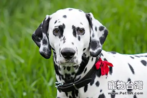 斑點犬為什麼沒人養了 斑點犬為什麼沒人養了