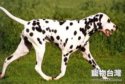 斑點狗好養嗎？斑點犬為什麼沒人養了？（共3張圖片）-寵物台灣