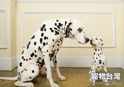 斑點犬為什麼沒人養了 斑點犬為什麼沒人養了