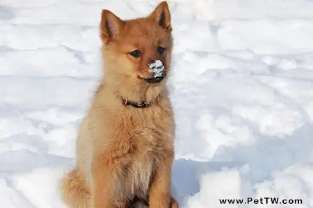 養芬蘭狐狸犬可以嗎
